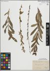 Foto von Salix purpurea L.